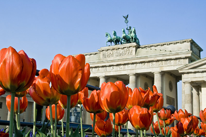 Tulpen vorm Brandenburger Tor
